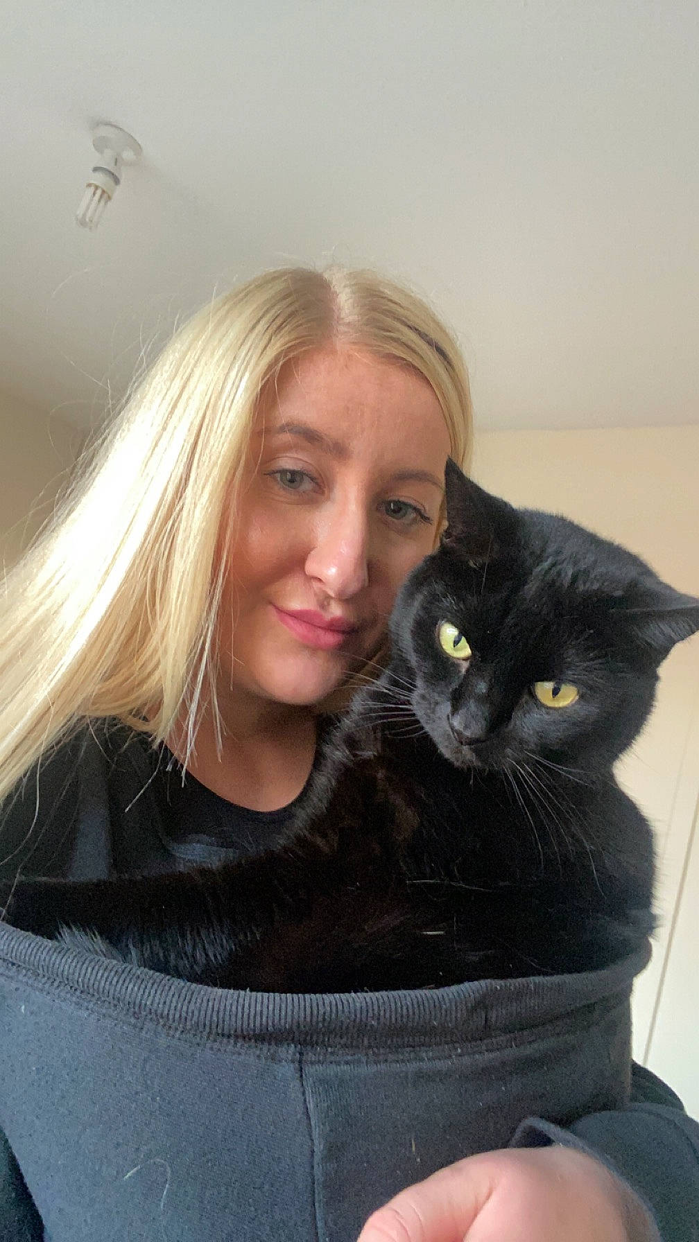 Freddy joined the competition — help win amazing prizes! black_cat, brown_hair, carnivore, cat, ceiling_fan, cheek, comfort, domestic_short_haired_cat, eyelash, felidae, fur, grey, iris, lap, layered_hair, mechanical_fan, outerwear, sitting, small_to_medium_sized_cats, whiskers