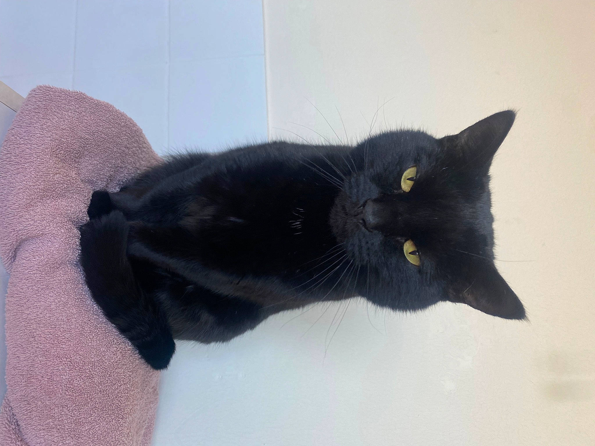 Freddy is registered to the contest to win money with this photo: black_cat, bombay, carnivore, cat, domestic_short_haired_cat, felidae, fur, small_to_medium_sized_cats, snout, tail, terrestrial_animal, whiskers