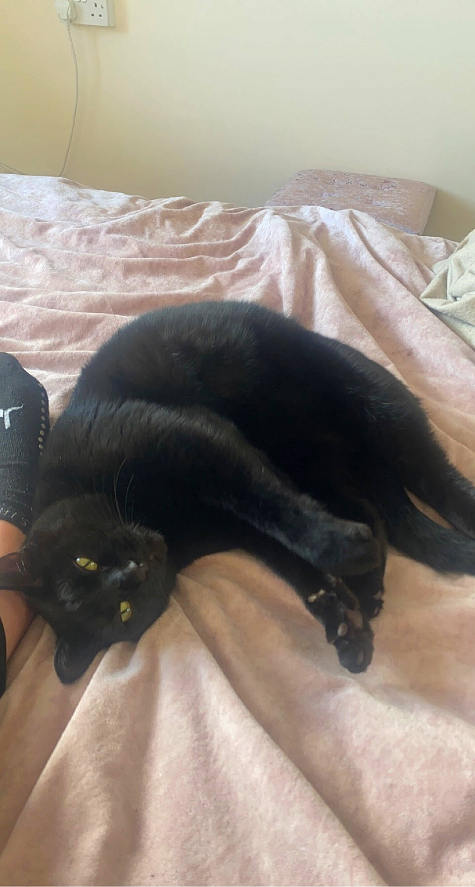 Freddy is registered to the contest to win money with this photo: black_cat, bombay, canidae, carnivore, cat, claw, comfort, companion_dog, dog_breed, domestic_short_haired_cat, felidae, fur, linens, nap, small_to_medium_sized_cats, snout, sporting_group, tail, terrestrial_animal, whiskers