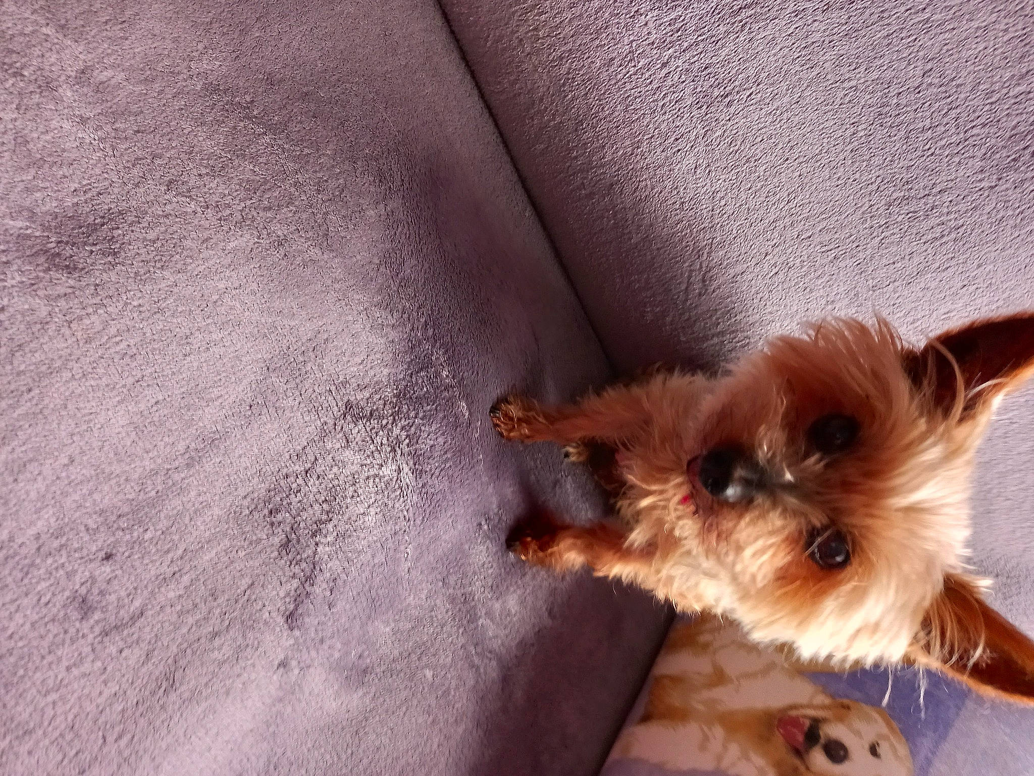 Canaillou participe au concours pour gagner de l'argent avec cette photo : biewer_terrier, canidae, carnivore, close_up, companion_dog, dog, dog_breed, dog_supply, fawn, fur, liver, paw, sleeve, small_terrier, sporting_group, terrier, toy, toy_dog, whiskers, yorkipoo