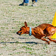 Ovni participe au concours pour gagner de l'argent avec cette photo : active, agility, animal, blue_collar, blur, brown_dog, canine, daylight, dog, exercise, field, grass, legs, motion, outdoor, pet, running, speed, sport, yellow_cone