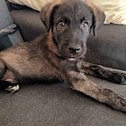 Atos a rejoint le concours — aidez-le/la à gagner de superbes lots ! puppy, dog, brindle_coat, couch, indoor, pet, canine, laying_down, fur, eyes, face, ears, blanket, domestic_animal, young_dog, animal, resting, cute, companion, furniture