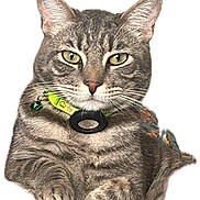 Reza is registered to the contest to win money with this photo: cat, tabby, pet, animal, collar, green_eyes, whiskers, fur, relaxed, indoor, close_up, cute, domestic_cat, portrait, feline, paw, resting, alert, friendly, mammal
