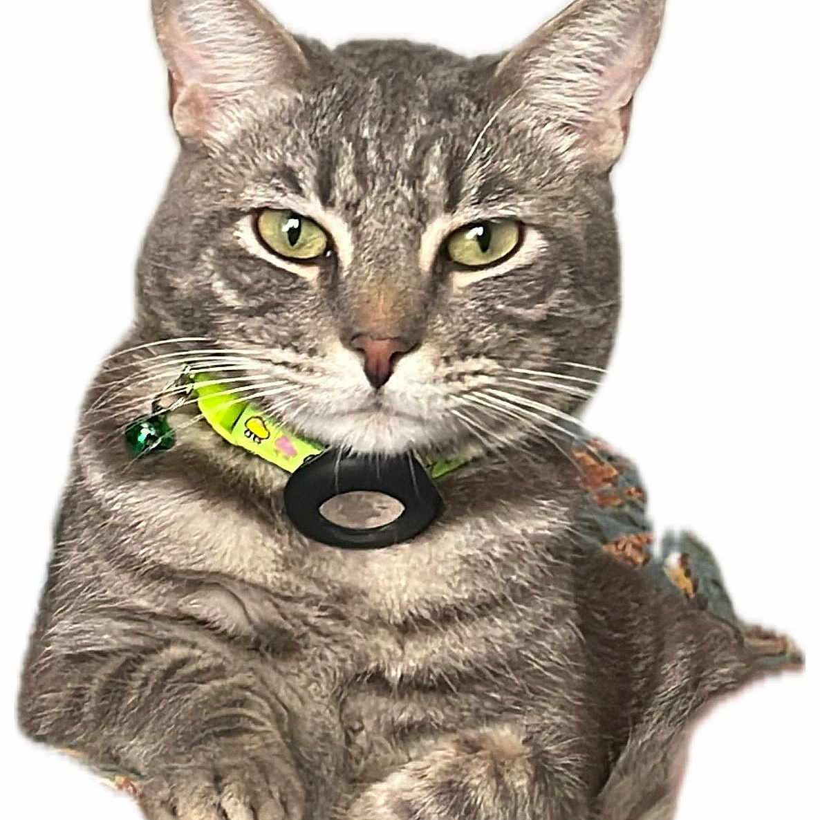 Reza is registered to the contest to win money with this photo: alert, animal, cat, close_up, collar, cute, domestic_cat, feline, friendly, fur, green_eyes, indoor, mammal, paw, pet, portrait, relaxed, resting, tabby, whiskers