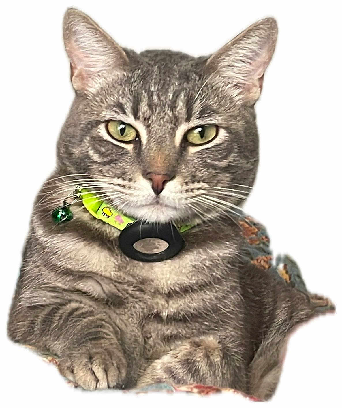 Reza is registered to the contest to win money with this photo: cat, tabby, pet, animal, collar, green_eyes, whiskers, fur, relaxed, indoor, close_up, cute, domestic_cat, portrait, feline, paw, resting, alert, friendly, mammal