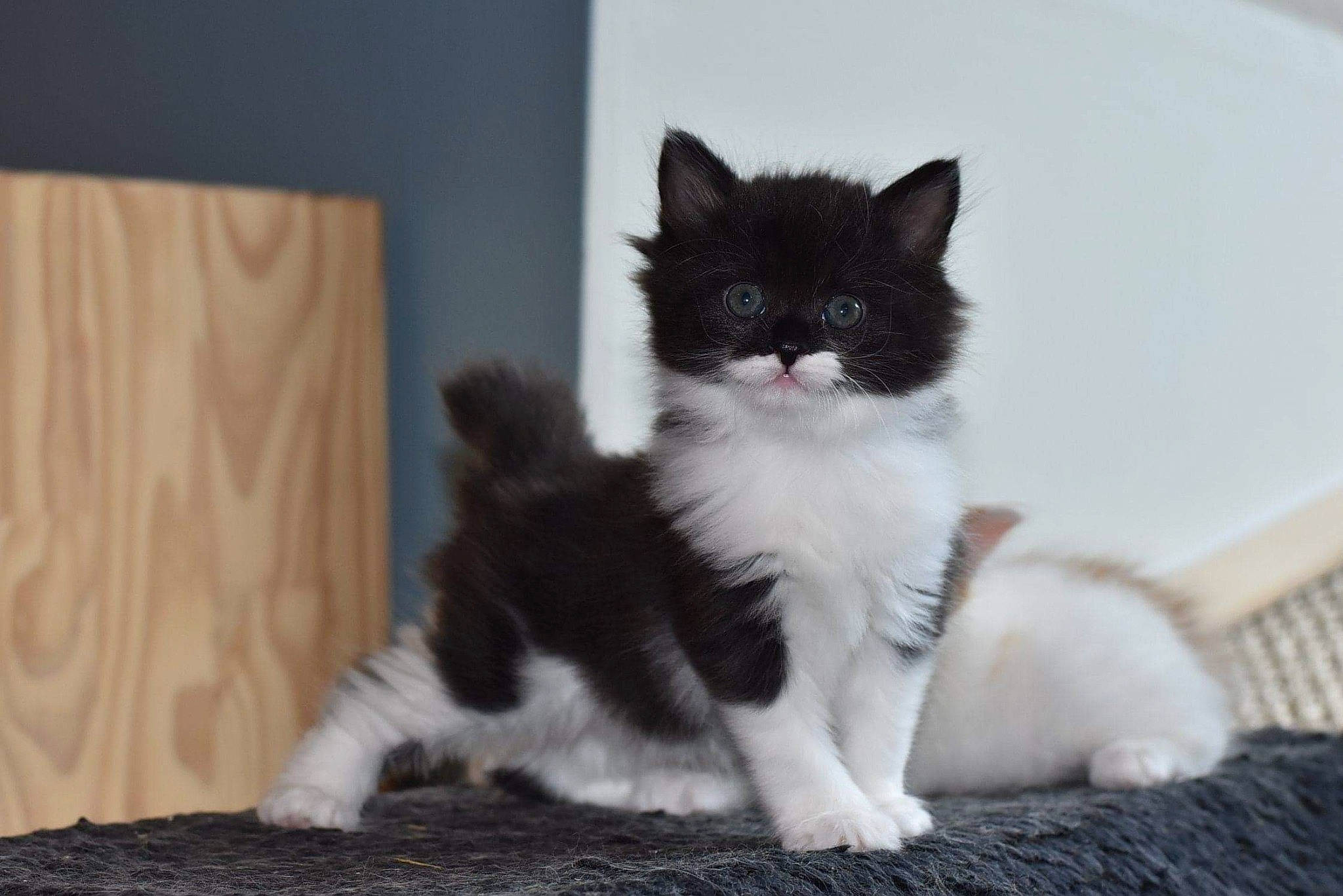 Skilda a rejoint le concours — aidez-le/la à gagner de superbes lots ! art, british_longhair, carnivore, cat, claw, domestic_short_haired_cat, eye, felidae, flooring, fur, hardwood, paw, porch, sitting, small_to_medium_sized_cats, snout, tail, terrestrial_animal, whiskers, window