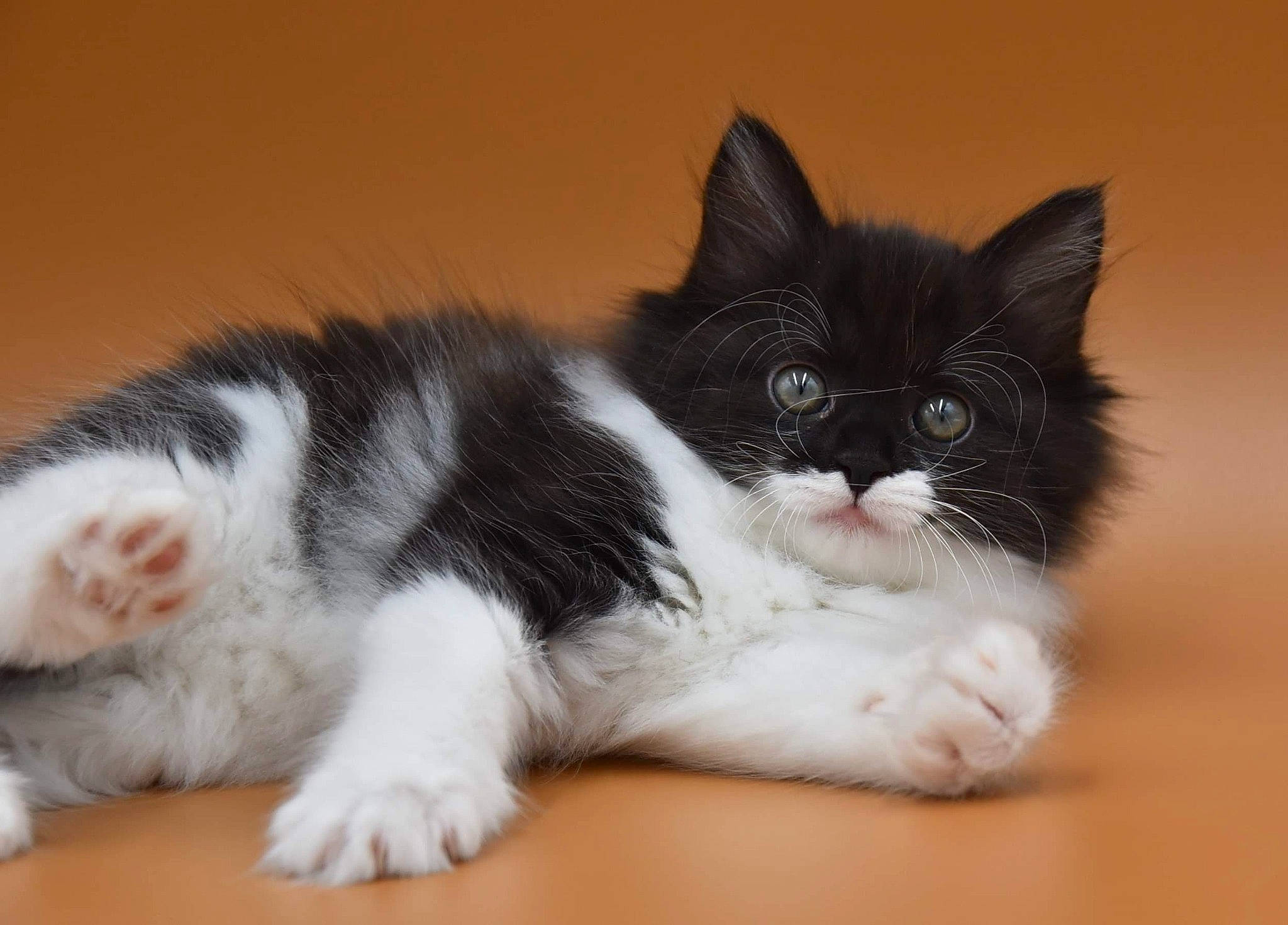 Skilda a rejoint le concours — aidez-le/la à gagner de superbes lots ! carnivore, cat, claw, comfort, domestic_short_haired_cat, door_mat, eye, felidae, foot, fur, hardwood, paw, sitting, small_to_medium_sized_cats, snout, tail, terrestrial_animal, whiskers