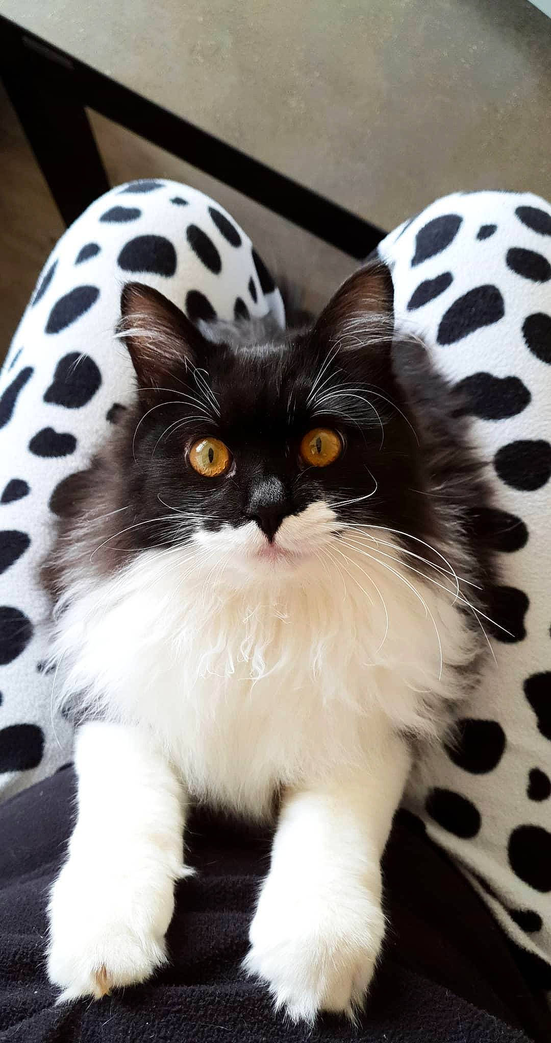 Skilda participe au concours pour gagner de l'argent avec cette photo : bow_tie, carnivore, cat, claw, domestic_short_haired_cat, fashion_accessory, fawn, felidae, foot, formal_wear, fur, pattern, paw, photo_caption, sitting, small_to_medium_sized_cats, snout, tail, terrestrial_animal, whiskers