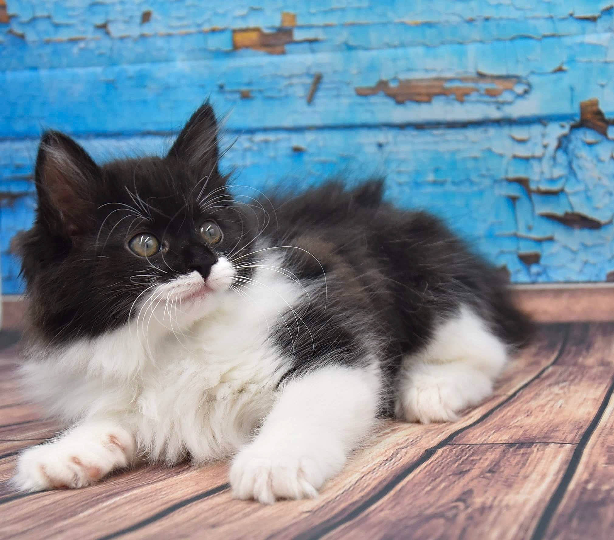 Skilda a rejoint le concours — aidez-le/la à gagner de superbes lots ! blue, carnivore, cat, claw, comfort, domestic_short_haired_cat, felidae, flooring, foot, fur, grass, grey, hardwood, paw, sitting, small_to_medium_sized_cats, tail, whiskers, wood, wood_flooring