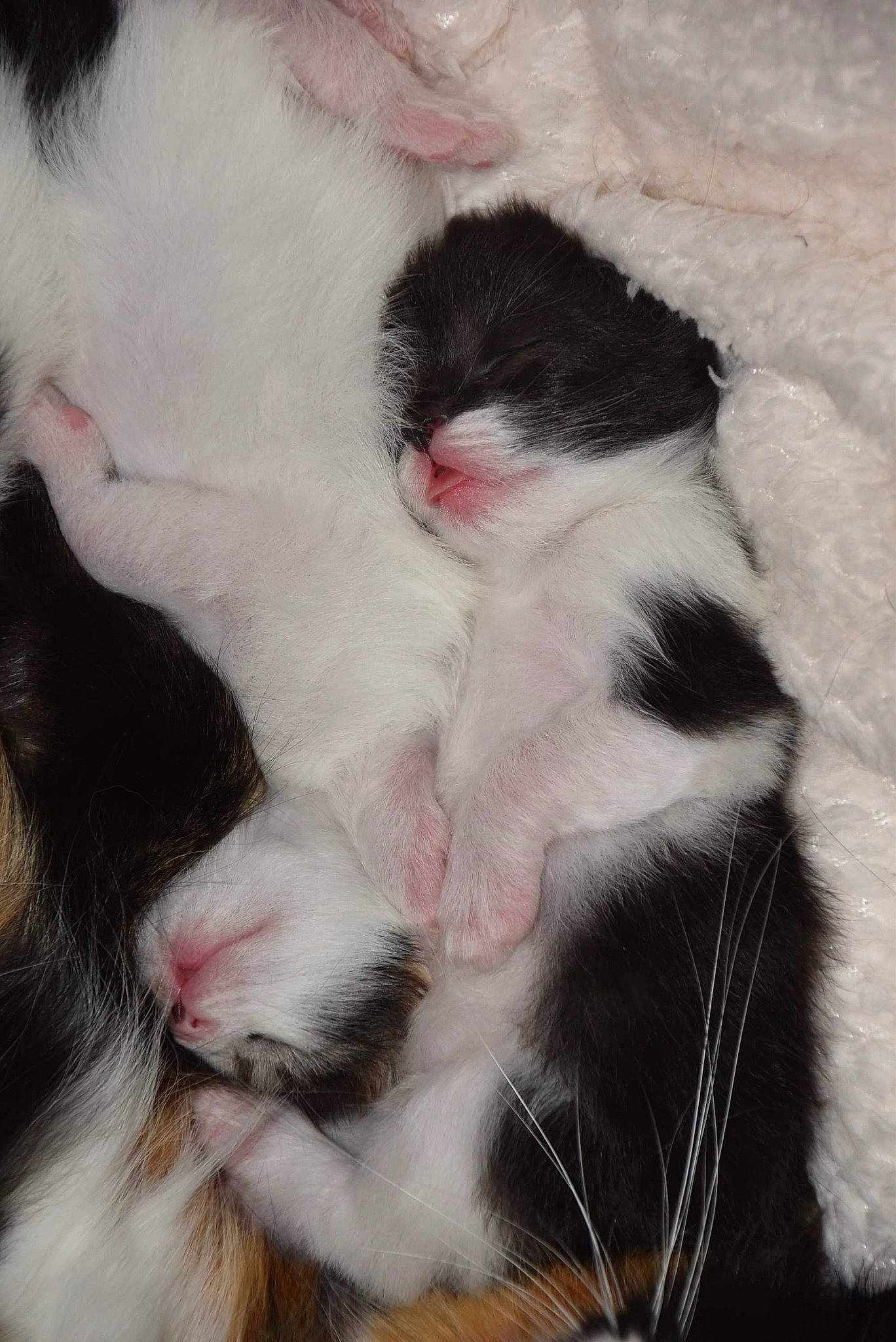 Skilda a rejoint le concours — aidez-le/la à gagner de superbes lots ! canidae, carnivore, cat, claw, comfort, companion_dog, dog_breed, eyelash, fang, felidae, foot, fur, nap, paw, small_to_medium_sized_cats, sporting_group, tail, terrestrial_animal, whiskers