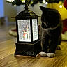 cat, kitten, lantern, snowman, decoration, wooden_floor, holiday_lights, indoor, black_cat, white_paws, curious, festive, glowing, ornament, closeup, pet, cute, animal, soft_lighting, background_blur