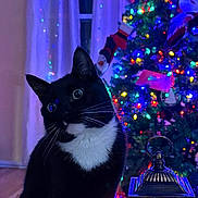 Canelo joined the competition — help win amazing prizes! cat, tuxedo_cat, christmas_tree, holiday_lights, lantern, snowman, indoor, curtains, decorations, festive, black_and_white_cat, pets, cozy, colorful_lights, wooden_floor, ornaments, night, holiday_season, cute, animal