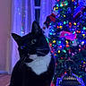 cat, tuxedo_cat, christmas_tree, holiday_lights, lantern, snowman, indoor, curtains, decorations, festive, black_and_white_cat, pets, cozy, colorful_lights, wooden_floor, ornaments, night, holiday_season, cute, animal