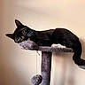 Canelo is registered to the contest to win money with this photo: cat, tuxedo_cat, black_and_white, cat_tree, plush, toy, whiskers, fur, indoor, pet, animal, relaxed, curious, feline, wide_eyes, resting, soft_lighting, beige_wall, dangling_toy, close_up