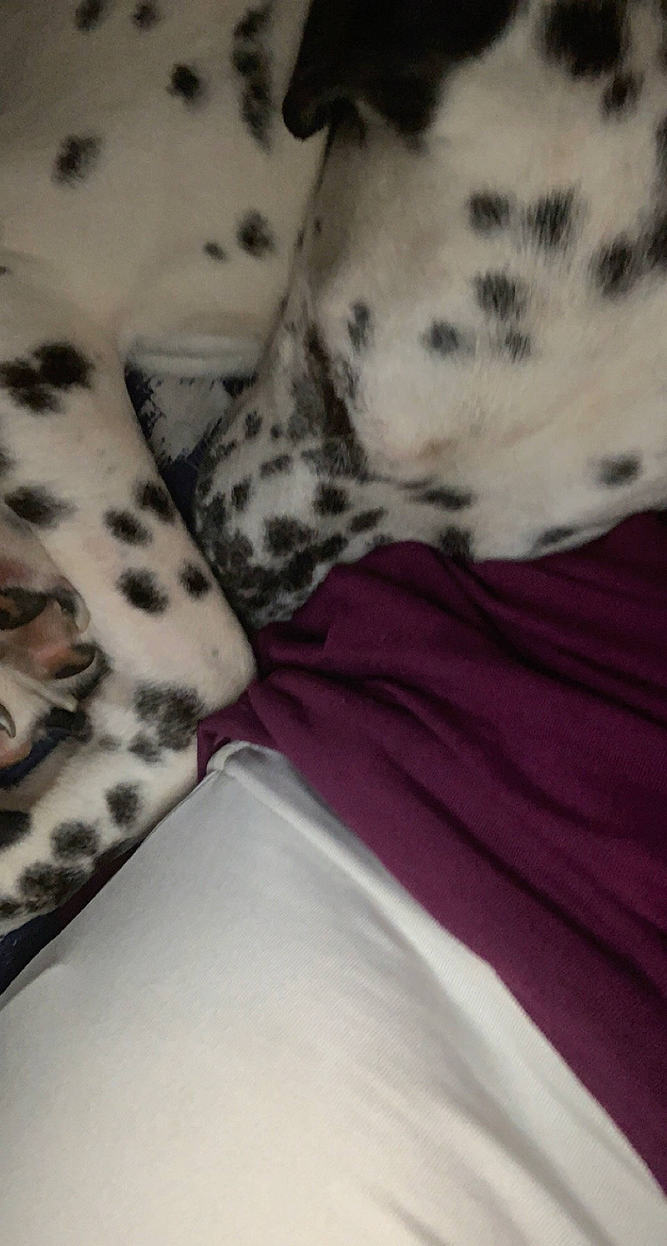 Ulysse participe au concours pour gagner de l'argent avec cette photo : bed, bed_sheet, bedding, carnivore, comfort, companion_dog, couch, dog, dog_breed, fur, linens, magenta, monochrome, monochrome_photography, non_sporting_group, pattern, pillow, sleeve, terrestrial_animal, working_animal