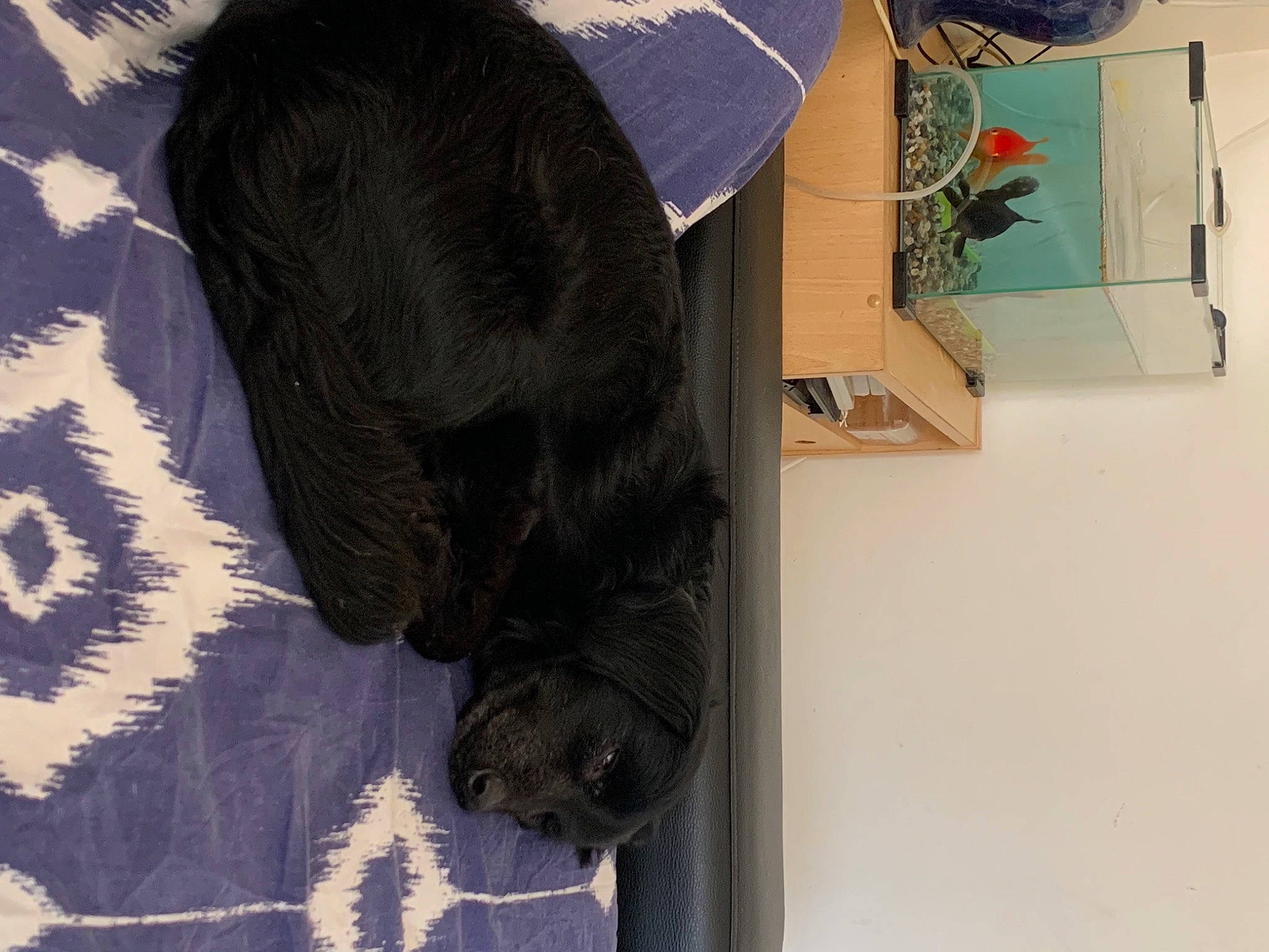 Tintin a rejoint le concours — aidez-le/la à gagner de superbes lots ! art, black_cat, bombay, canidae, carnivore, comfort, companion_dog, dog_breed, felidae, fur, grey, natural_material, pattern, plant, room, small_to_medium_sized_cats, snout, sporting_group, tail, whiskers