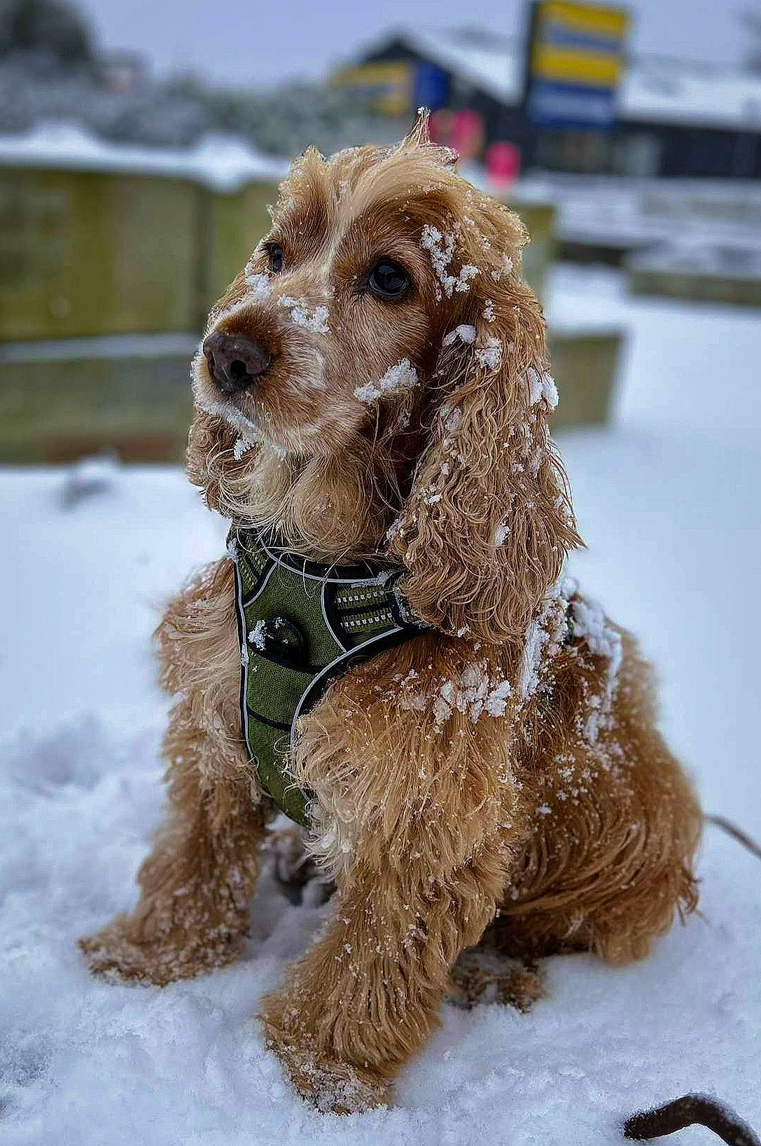 Lexie a rejoint le concours — aidez-le/la à gagner de superbes lots ! canidae, carnivore, collar, companion_dog, dog, dog_breed, dog_collar, fur, irish_terrier, liver, pet_supply, snout, snow, spaniel, sporting_group, terrier, water_dog, winter, wood, working_animal