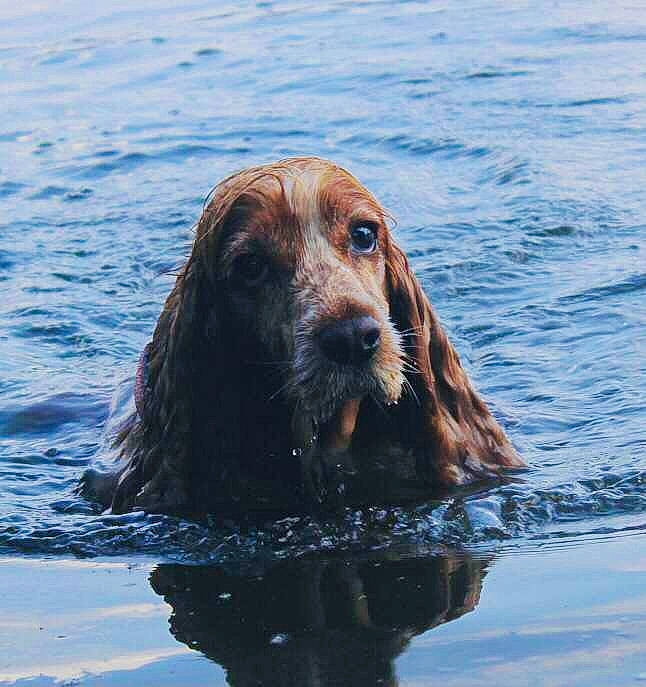 Lexie a rejoint le concours — aidez-le/la à gagner de superbes lots ! canidae, carnivore, companion_dog, dog, dog_breed, fluid, gun_dog, hunting_dog, lake, liquid, liver, ocean, reflection, snout, sporting_group, water, wave, wildlife, wind_wave, working_animal