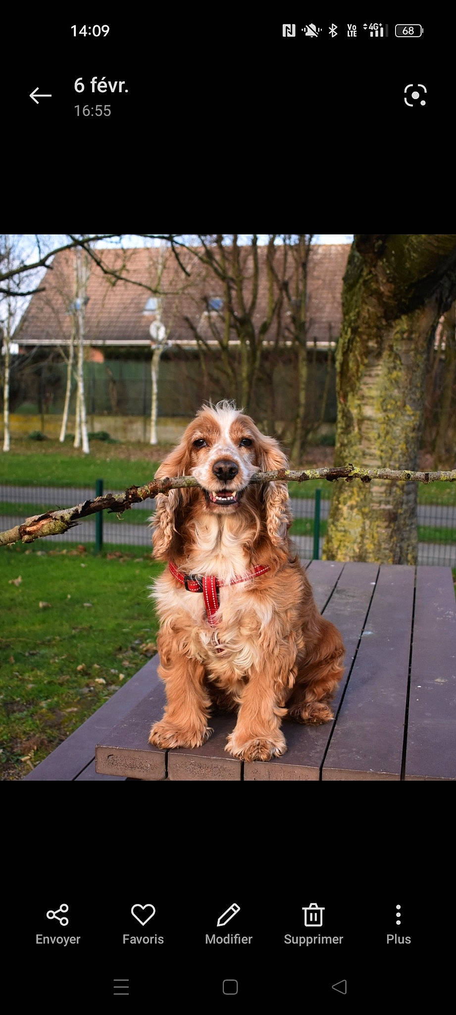 Lexie a rejoint le concours — aidez-le/la à gagner de superbes lots ! canidae, carnivore, companion_dog, dog, dog_breed, fawn, fur, grass, gun_dog, liver, plant, snout, spaniel, sporting_group, tree, window, wood