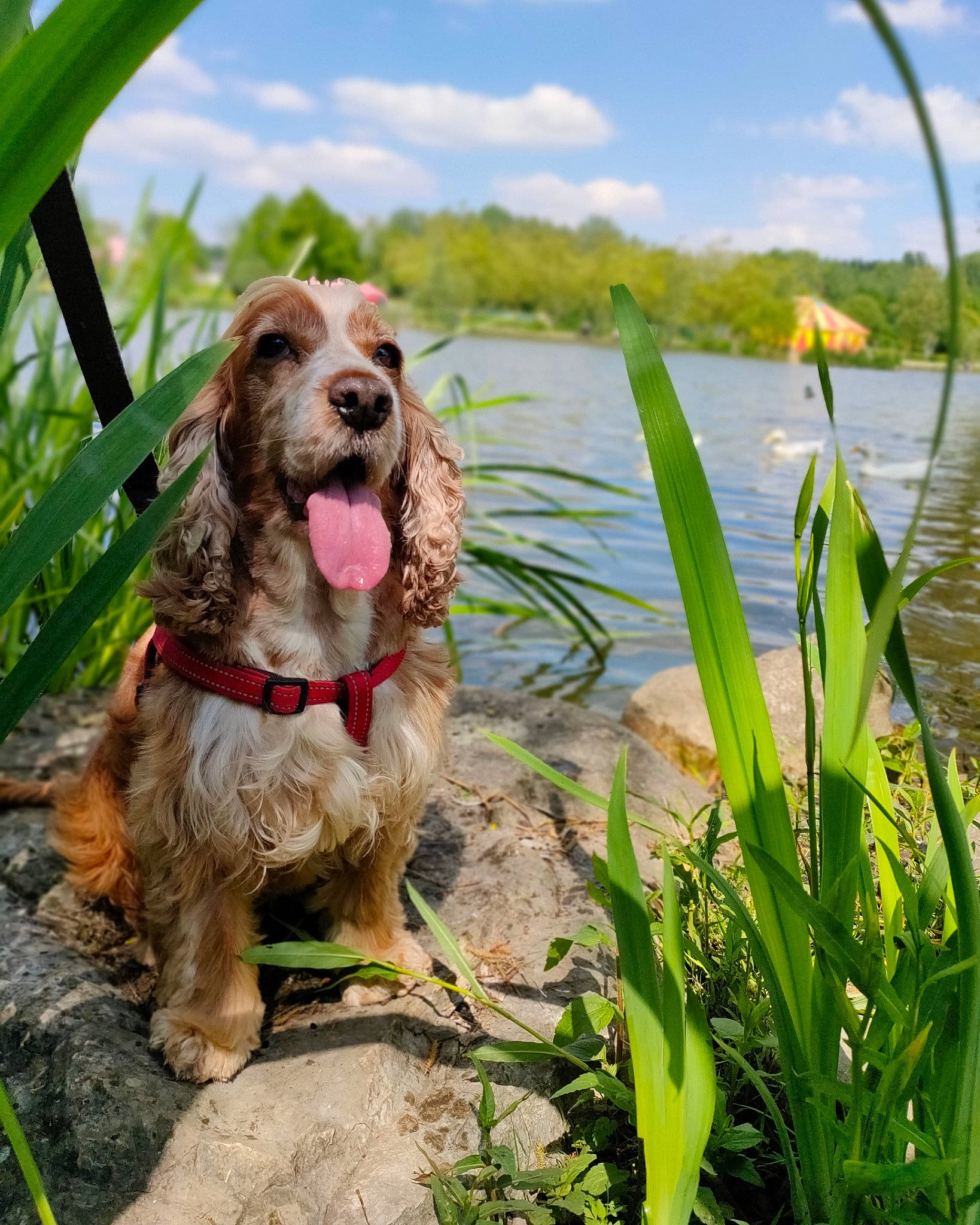 Lexie a rejoint le concours — aidez-le/la à gagner de superbes lots ! canidae, carnivore, cloud, collar, companion_dog, dog, dog_breed, dog_collar, fawn, grass, gun_dog, lake, liver, plant, sky, spaniel, sporting_group, terrestrial_plant, water, working_animal