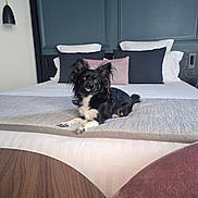 Vicky participe au concours pour gagner de l'argent avec cette photo : dog, bed, pillow, blanket, indoor, furniture, pet, small_dog, black_dog, white_fur, cozy, modern, interior, home, resting, cute, animal, canine, relaxing, table