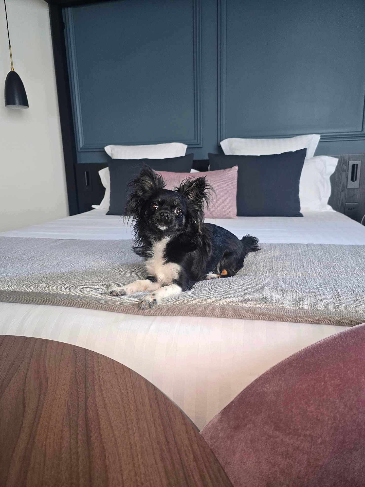 Vicky participe au concours pour gagner de l'argent avec cette photo : dog, bed, pillow, blanket, indoor, furniture, pet, small_dog, black_dog, white_fur, cozy, modern, interior, home, resting, cute, animal, canine, relaxing, table