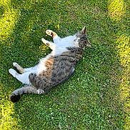 Elsa a rejoint le concours — aidez-le/la à gagner de superbes lots ! cat, tabby, grass, outdoor, sunlight, pet, animal, relaxing, nature, greenery, feline, laying, sunny, shadows, daytime, cute, mammal, whiskers, fur, peaceful