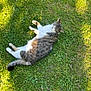 cat, tabby, grass, outdoor, sunlight, pet, animal, relaxing, nature, greenery, feline, laying, sunny, shadows, daytime, cute, mammal, whiskers, fur, peaceful