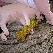 Ziggy a rejoint le concours — aidez-le/la à gagner de superbes lots ! cat, white_cat, black_spots, toy, green_toy, blanket, gray_blanket, fabric, canopy, pink_canopy, heart_pattern, star_pattern, paw, relaxed, indoor, pet, cute, feline, lying_down, cozy