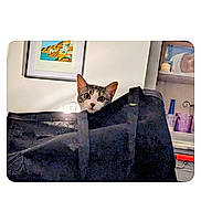 Athena a rejoint le concours — aidez-le/la à gagner de superbes lots ! cat, bag, indoor, curious, peeking, furniture, painting, shelf, household_items, cozy, animal, pet, eyes, ears, black_bag, room, portrait, cute, domestic, hiding