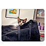 cat, bag, indoor, curious, peeking, furniture, painting, shelf, household_items, cozy, animal, pet, eyes, ears, black_bag, room, portrait, cute, domestic, hiding