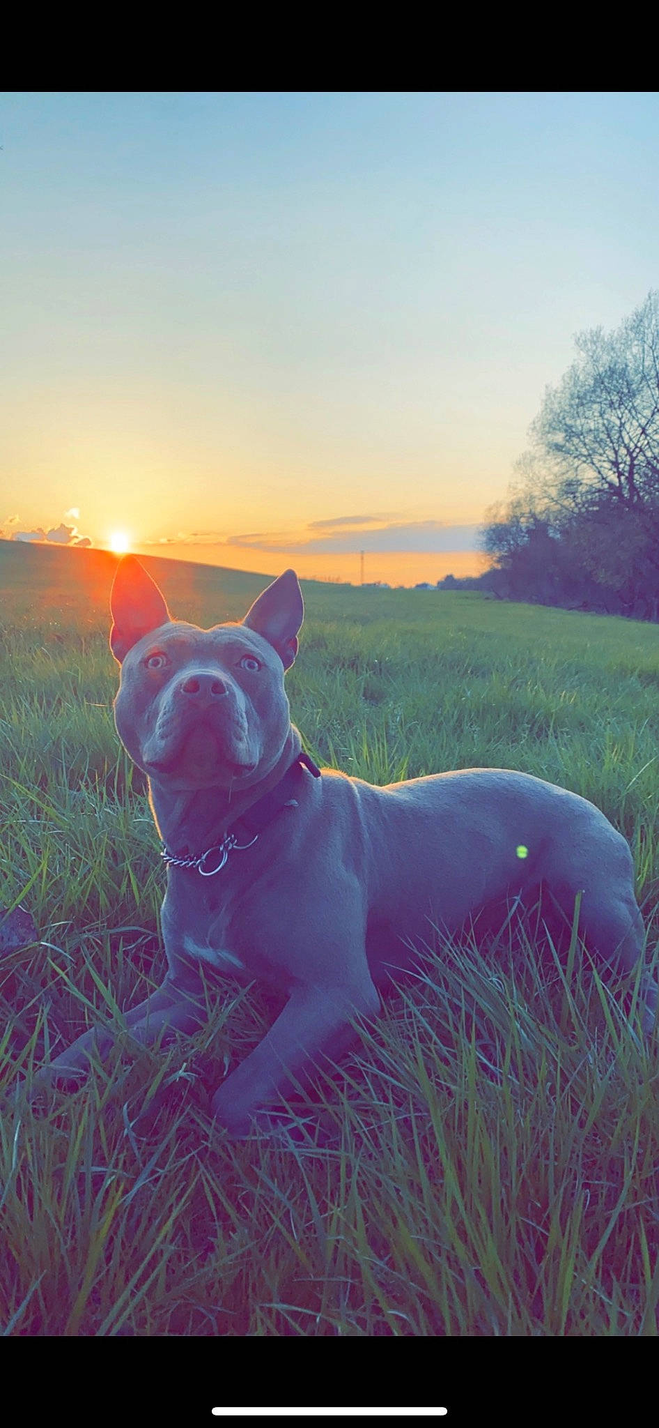 Bendo participe au concours pour gagner de l'argent avec cette photo : atmosphere, carnivore, cloud, companion_dog, dog, dog_breed, dusk, fawn, grass, grassland, horizon, landscape, light, morning, plant, sky, snout, sunlight, sunset, tree