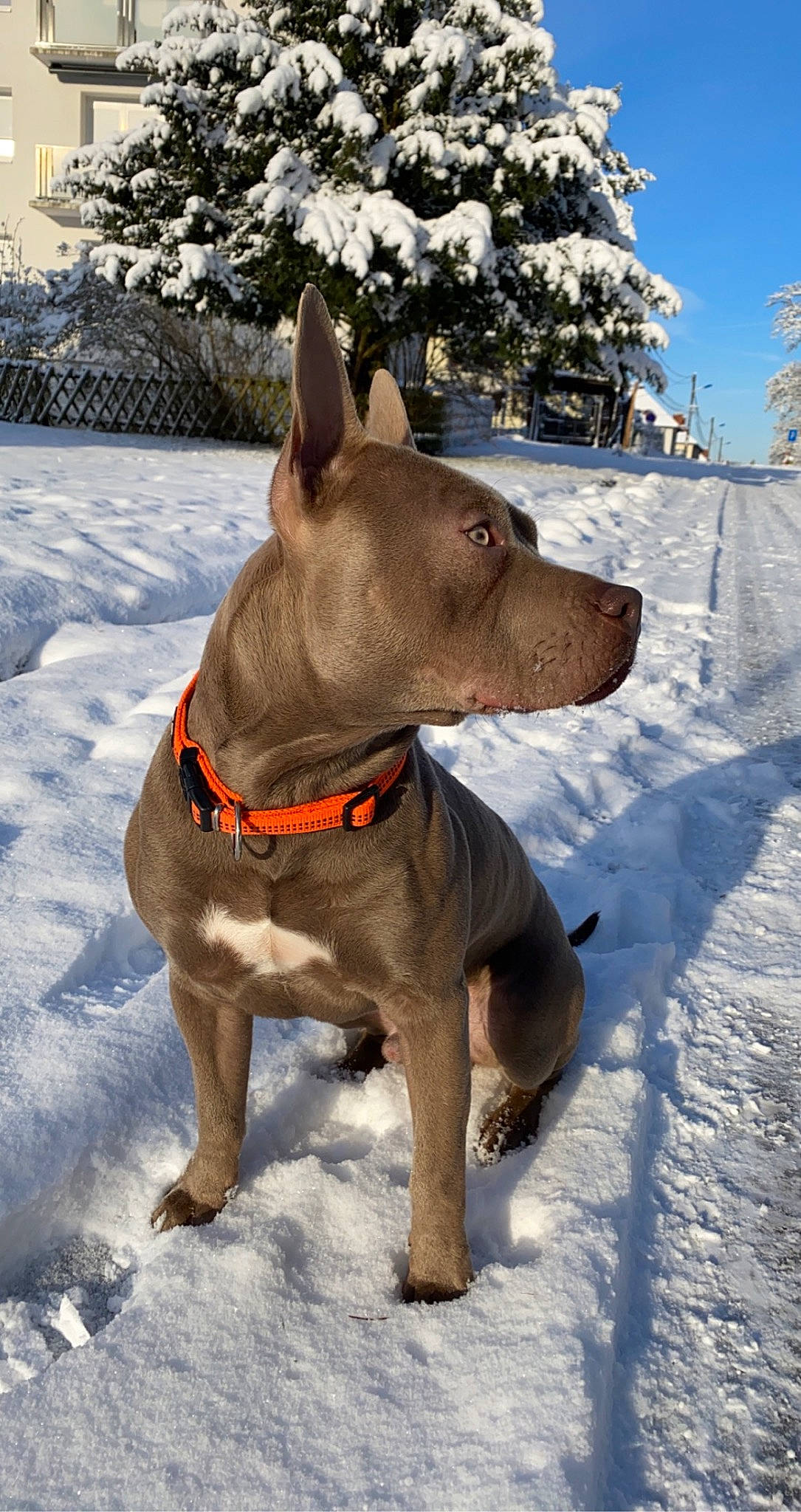 Bendo a rejoint le concours — aidez-le/la à gagner de superbes lots ! canidae, carnivore, collar, companion_dog, dog, dog_breed, dog_collar, dog_supply, ear, fawn, freezing, liver, sky, snout, snow, sporting_group, tree, whiskers, winter, working_animal