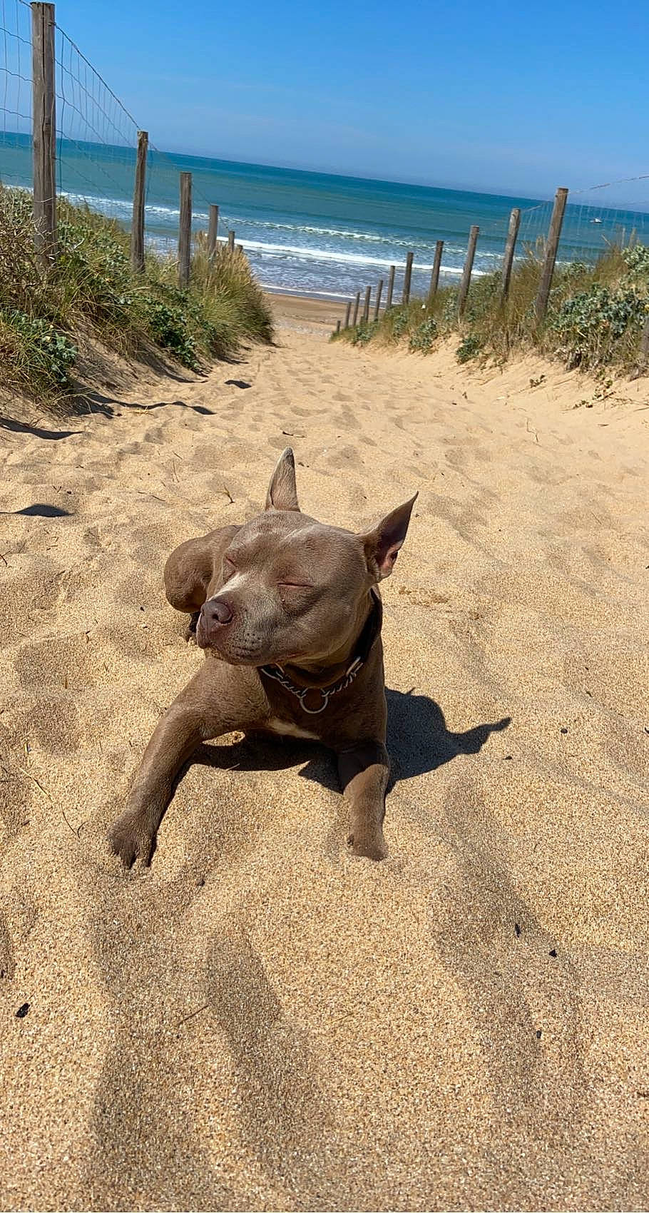 Bendo a rejoint le concours — aidez-le/la à gagner de superbes lots ! beach, bulldog, carnivore, companion_dog, dog, dog_breed, fawn, landscape, ocean, plant, sand, sky, soil, summer, tail, terrestrial_animal, tropics, water, wood, working_animal