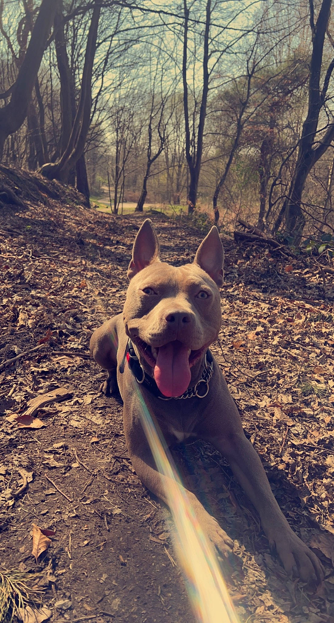 Bendo participe au concours pour gagner de l'argent avec cette photo : canidae, carnivore, collar, companion_dog, dog, dog_breed, fawn, forest, head, jaw, snout, sporting_group, tail, terrestrial_animal, tints_and_shades, tree, trunk, whiskers, wood, working_animal