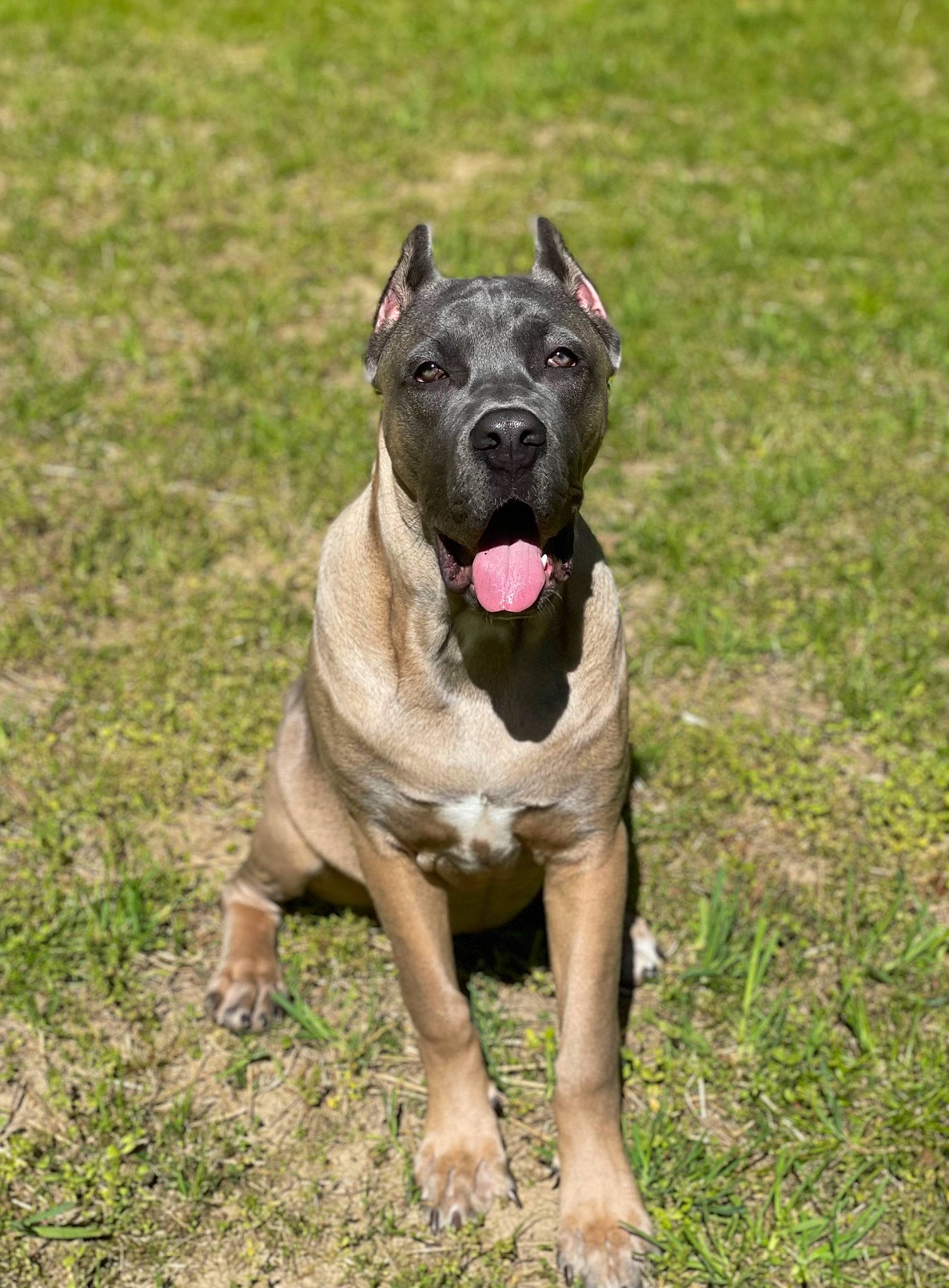 Katana joined the competition — help win amazing prizes! ancient_dog_breeds, canidae, carnivore, collar, companion_dog, dog, dog_breed, dog_collar, fawn, grass, guard_dog, liver, molosser, plant, snout, sporting_group, tail, terrestrial_animal, working_animal, working_dog