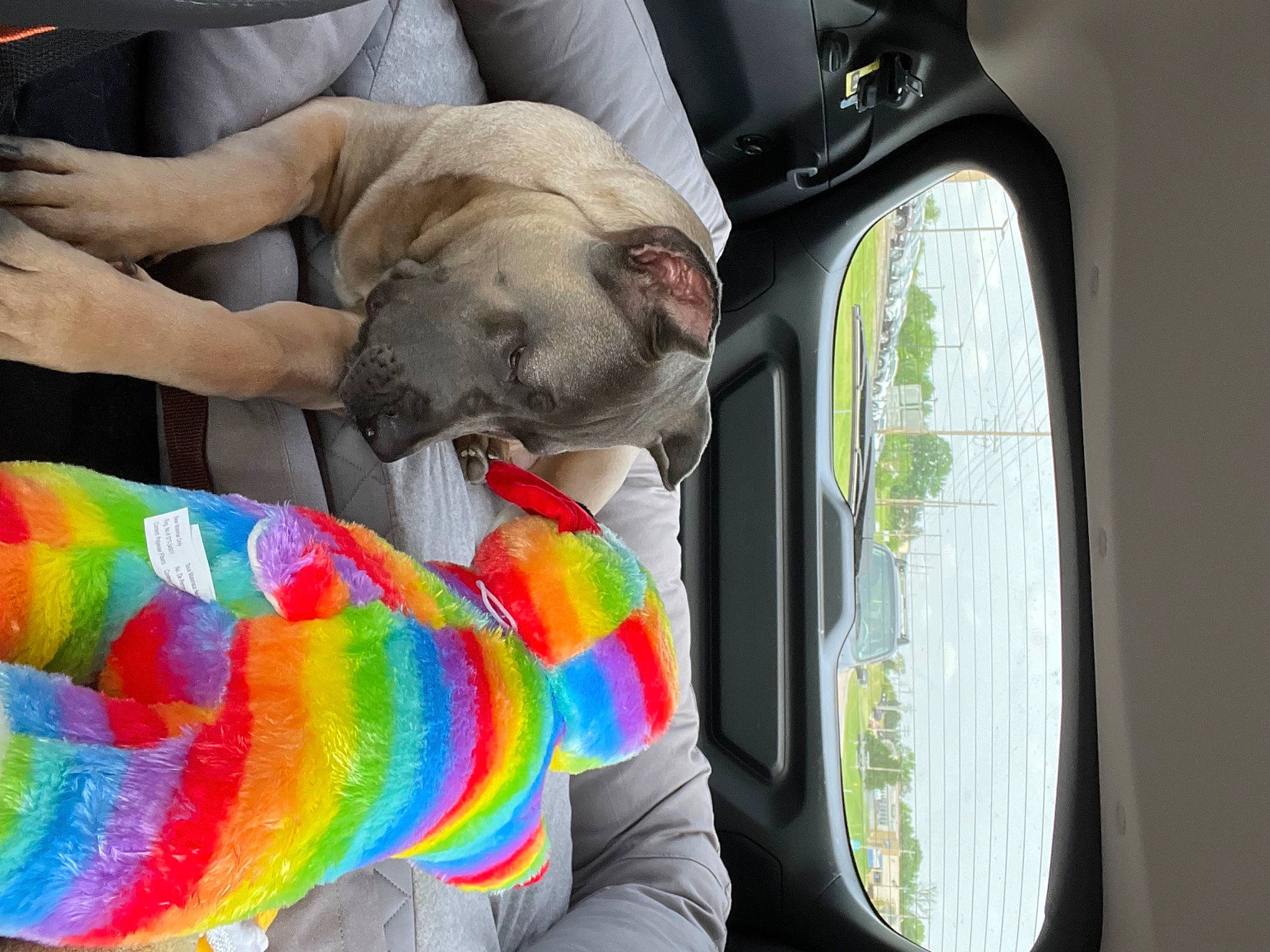 Katana is registered to the contest to win money with this photo: auto_part, automotive_mirror, automotive_window_part, car_seat, carnivore, circle, comfort, companion_dog, dog, dog_breed, dog_supply, fawn, fur, glass, human_leg, linens, pattern, tints_and_shades, vehicle, vehicle_door