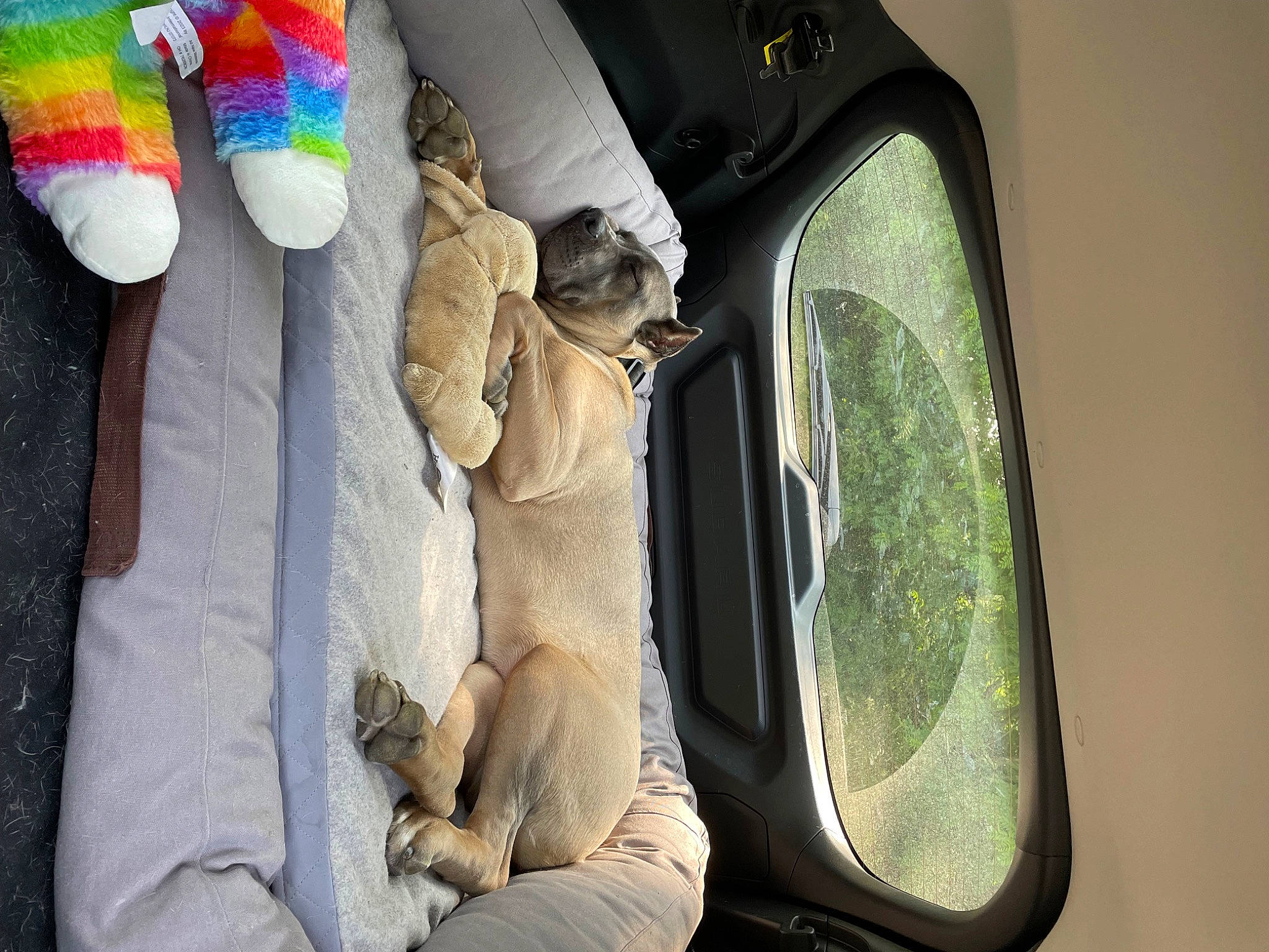 Katana is registered to the contest to win money with this photo: auto_part, automotive_exterior, automotive_lighting, car_seat, family_car, foot, glove, hand, human_leg, leg, linens, motor_vehicle, personal_protective_equipment, shoe, stuffed_toy, tints_and_shades, trunk, vehicle, vehicle_door, window