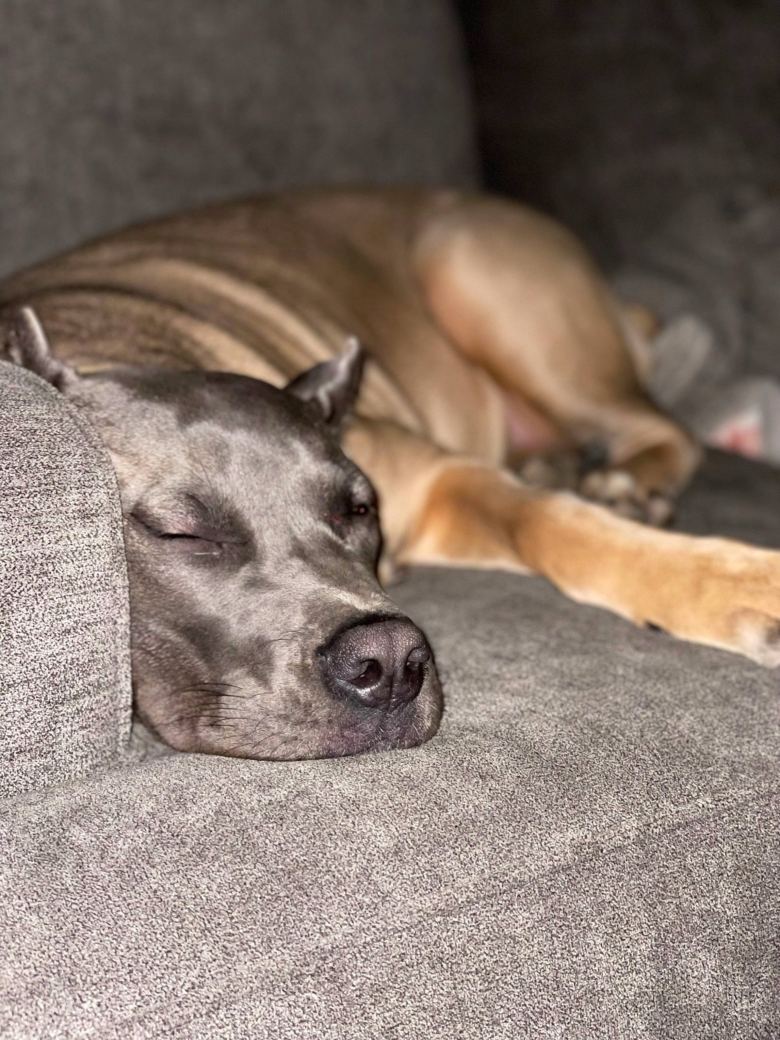 Katana joined the competition — help win amazing prizes! bored, carnivore, comfort, companion_dog, dog, dog_breed, fawn, fur, grey, monochrome_photography, non_sporting_group, snout, sporting_group, terrestrial_animal, whiskers, wood, working_animal