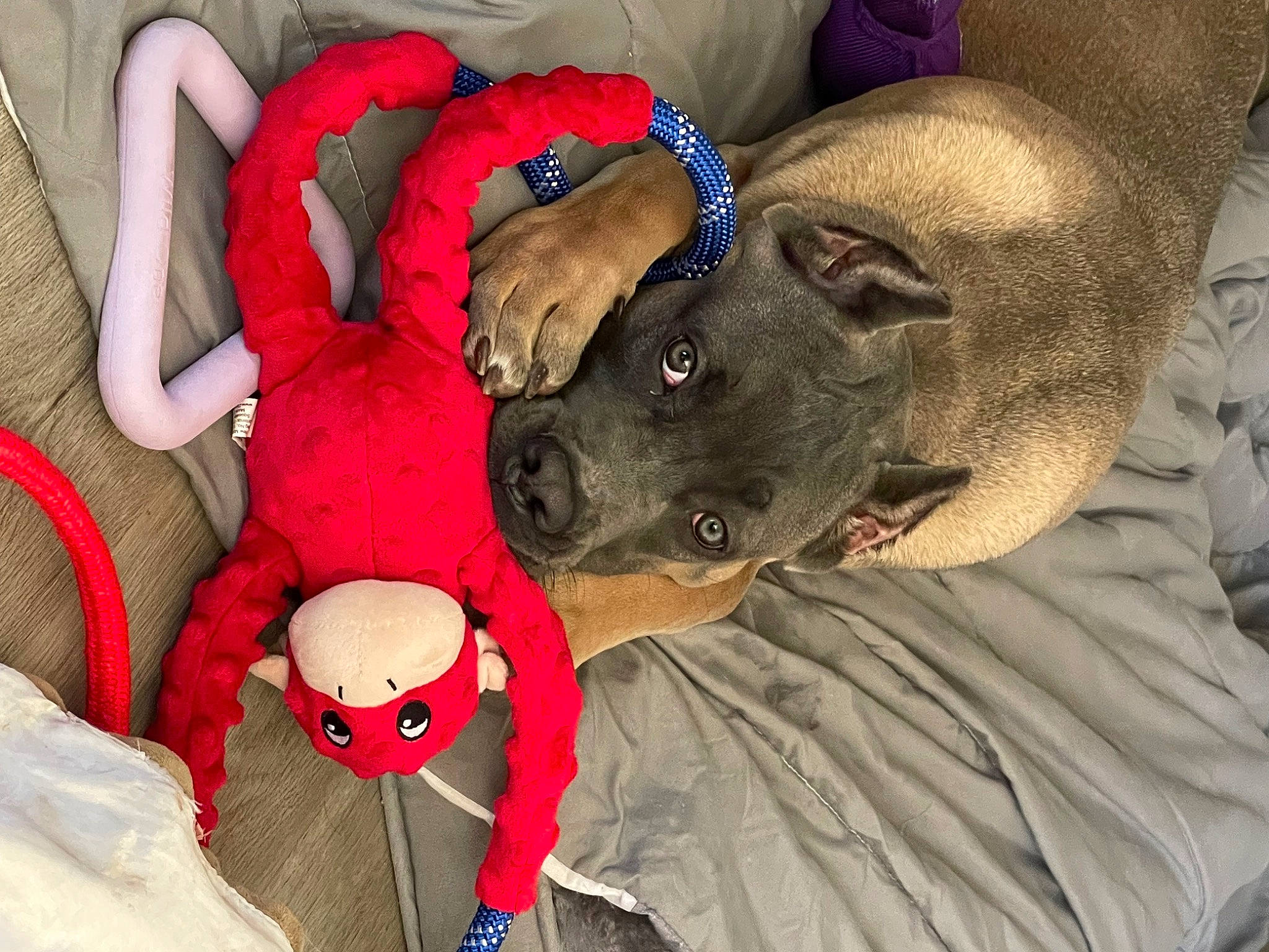 Katana joined the competition — help win amazing prizes! canidae, carmine, carnivore, comfort, companion_dog, dog, dog_breed, fashion_accessory, fawn, fun, fur, hat, head, leg, selfie, snout, sporting_group, stuffed_toy, toy, working_animal