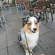 Vanille participe au concours pour gagner de l'argent avec cette photo : animal, australian_shepherd, cafe, calm, daytime, dog, ears, eyes, friendly, fur, leash, nose, outdoor, patio, pet, seated, sidewalk, stone_floor, table, wicker_chair