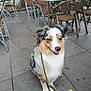 animal, australian_shepherd, cafe, calm, daytime, dog, ears, eyes, friendly, fur, leash, nose, outdoor, patio, pet, seated, sidewalk, stone_floor, table, wicker_chair