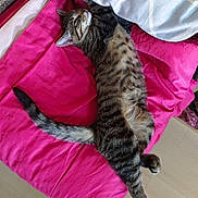Athena a rejoint le concours — aidez-le/la à gagner de superbes lots ! animal, cat, cozy, cushion, floor, fur, home, indoor, nap, paw, pet, pillow, pink, relaxed, resting, sleeping, striped, tabby, tail, whiskers