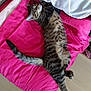 animal, cat, cozy, cushion, floor, fur, home, indoor, nap, paw, pet, pillow, pink, relaxed, resting, sleeping, striped, tabby, tail, whiskers