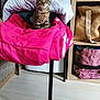 Athena participe au concours pour gagner de l'argent avec cette photo : animal, bag, blanket, box, cat, chair, cozy, curious, cute, domestic, floor, furniture, indoor, kitten, pet, pillow, shelf, sitting, tabby, wooden
