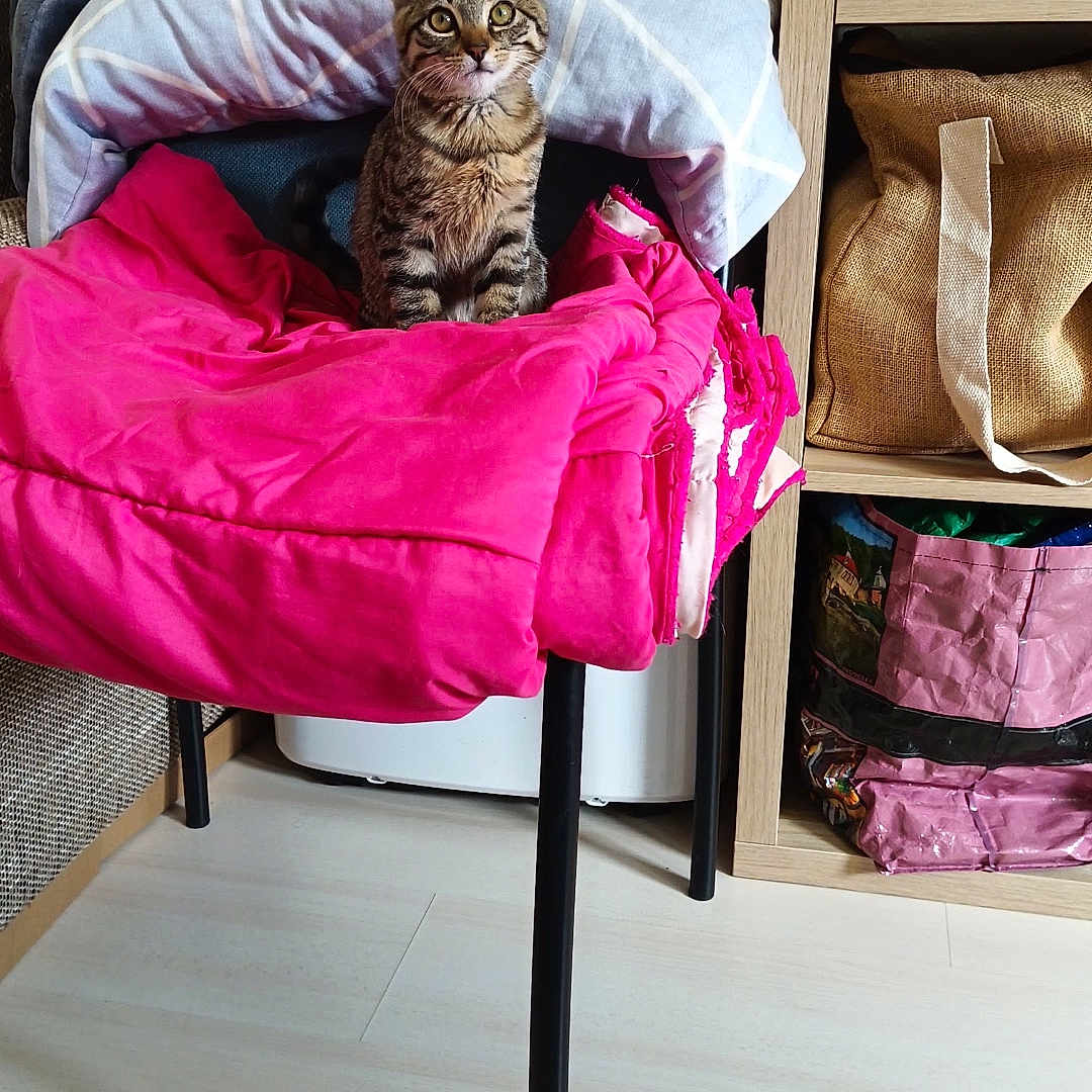 Athena participe au concours pour gagner de l'argent avec cette photo : animal, bag, blanket, box, cat, chair, cozy, curious, cute, domestic, floor, furniture, indoor, kitten, pet, pillow, shelf, sitting, tabby, wooden