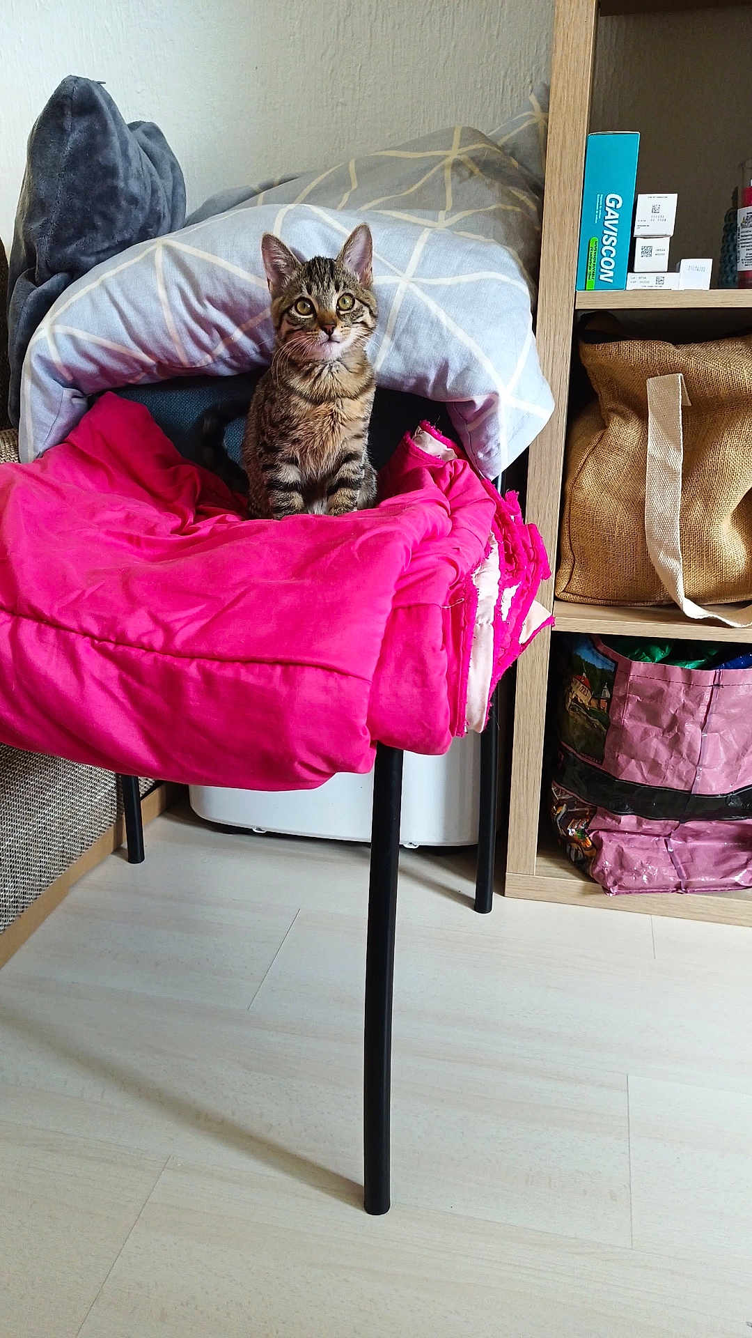 Athena participe au concours pour gagner de l'argent avec cette photo : animal, bag, blanket, box, cat, chair, cozy, curious, cute, domestic, floor, furniture, indoor, kitten, pet, pillow, shelf, sitting, tabby, wooden