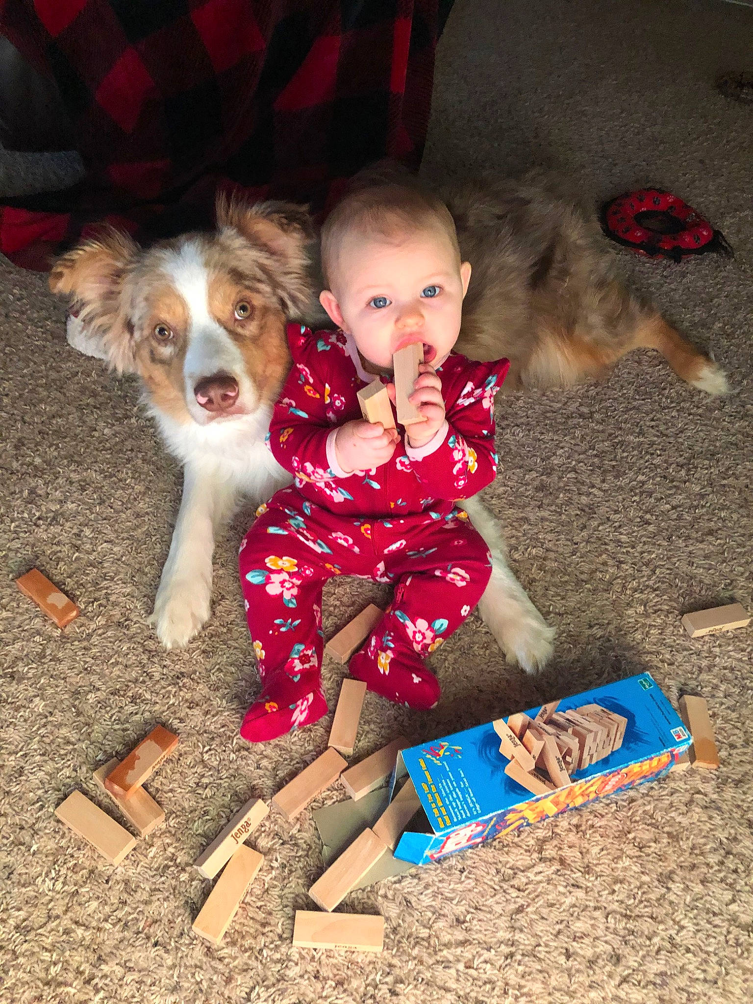 Dawsyn joined the competition — help win amazing prizes! australian_shepherd, canidae, carnivore, child, companion_dog, dog, dog_breed, holiday, person, play, puppy, sitting, skin, sporting_group, toddler