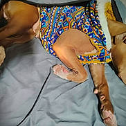 Roxi is registered to the contest to win money with this photo: dog, sleeping, bed, blanket, sweater, patterned_clothing, brown_dog, paw, cozy, indoor, resting, cute, pet, animal, fur, relaxation, comfort, canine, nap, home