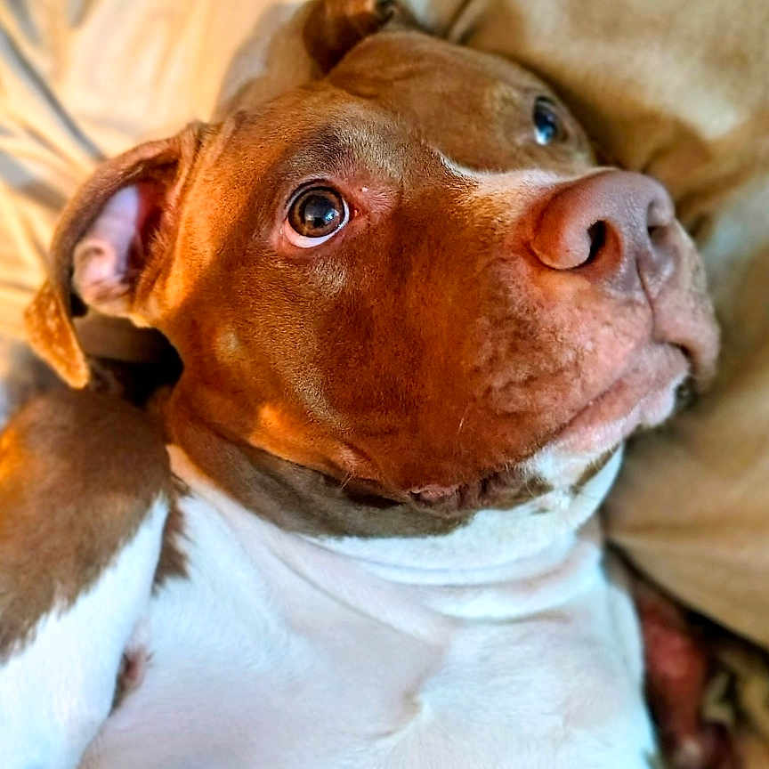 Roxi